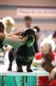 Crufts2011_2 880